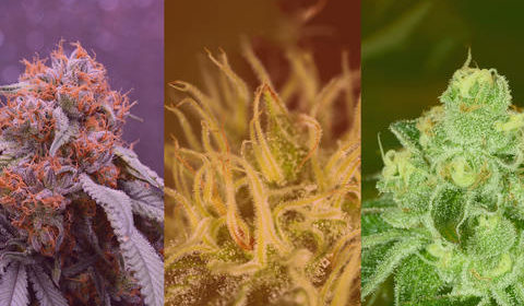 Understanding Your Medical Cannabis Plants: Sativa, Indica or Hybrid?
