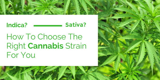 What You Need To Know About Choosing A Marijuana Strain For Your Condition
