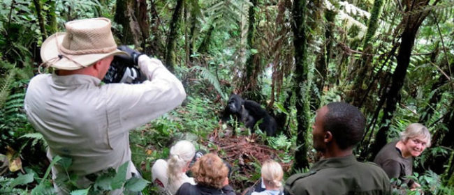 Gorilla Tracking in Uganda – A Must See and Do Experience