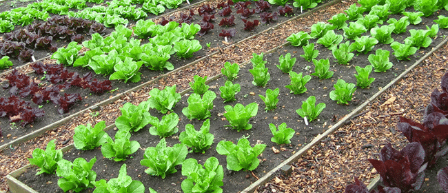 Organic Gardening – Keeping Plants Healthy and Happy to Prevent Disease and Pest Problems