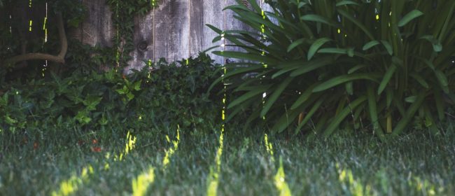 Guide to Maintaining Your Iron Gate