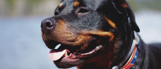 5 Reasons Why Dogs Bite