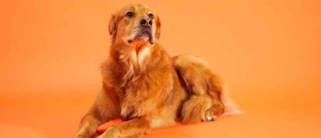 Keeping Your Dog’s Coat Thick And Luxurious With The Right Diet