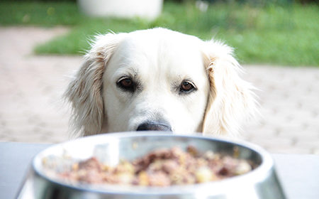 Does My Dog Need Taurine? The Breeds That May Need Taurine Support