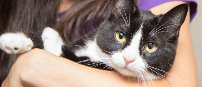 How to Adopt and Care for a Shelter Cat