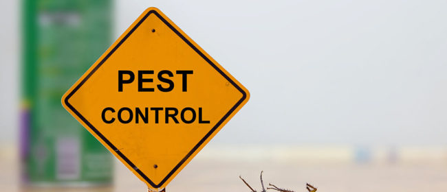 Essential Tips For Choosing The Best Pest Control Service