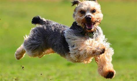 Taking Care Of Senior And Disabled Dogs – CBD Oil Helps With Mobility?