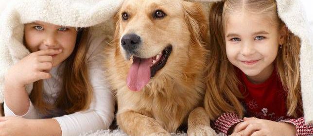 A Guide to Introducing a Dog into the Family Home