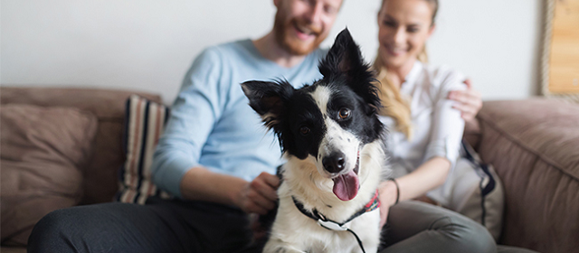 5 Ways to Keep Your Dog Happy and Healthy This Summer