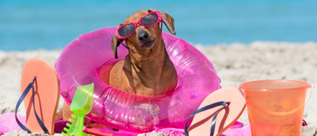5 Things To Think About If You’re Planning An Active Holiday With Your Dog