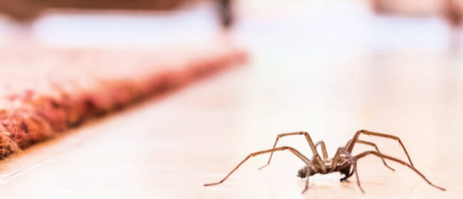 The right time to look for a professional spider control